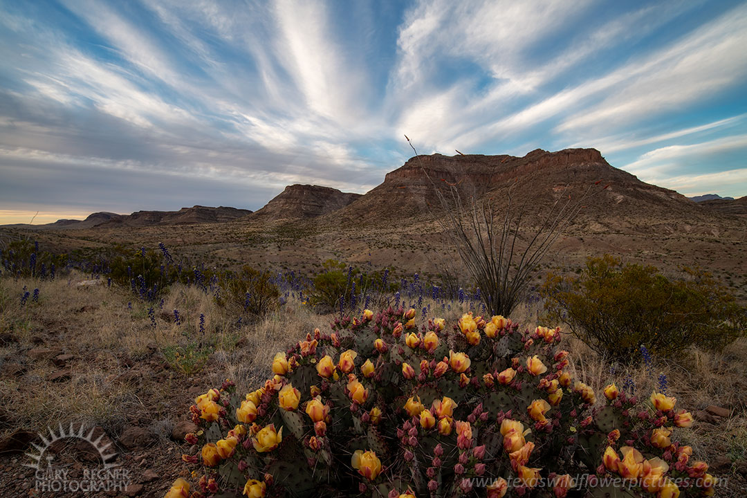 Long-spined Prickly Pear - Texas Wildflowers by Gary Regner