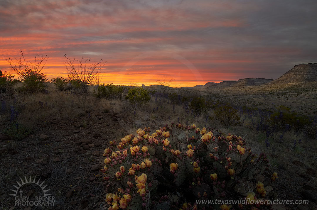 River Road West - Texas Wildflowers by Gary Regner