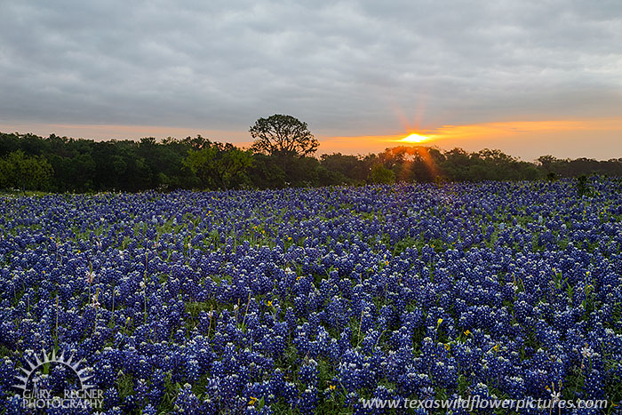 Sunburst, Bluebonnets, Sunrise, Ellis County