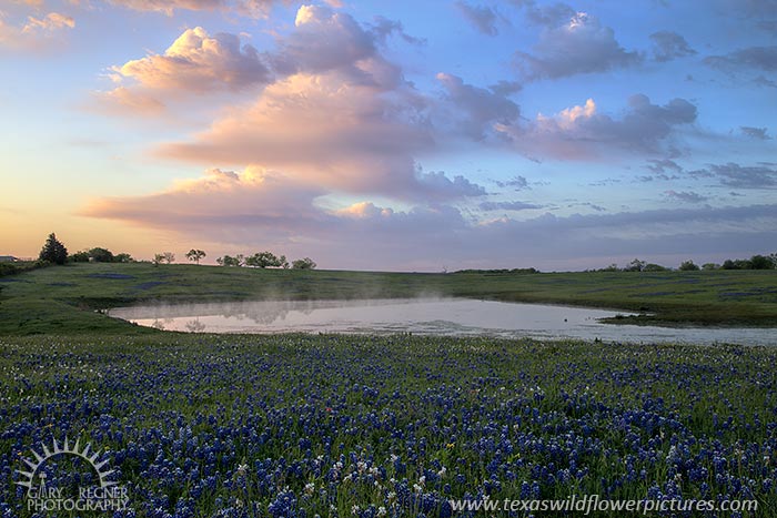 Breaking Dawn, Ellis County, Texas