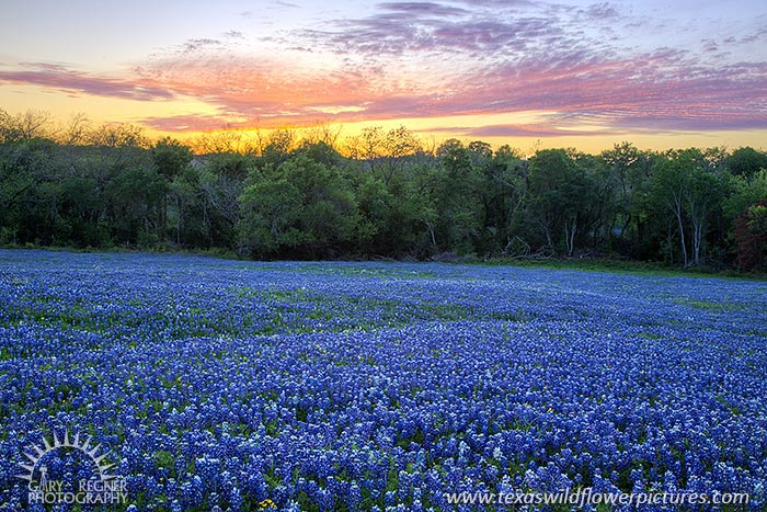 Bluebonnet Sunset, Ellis County, Texas