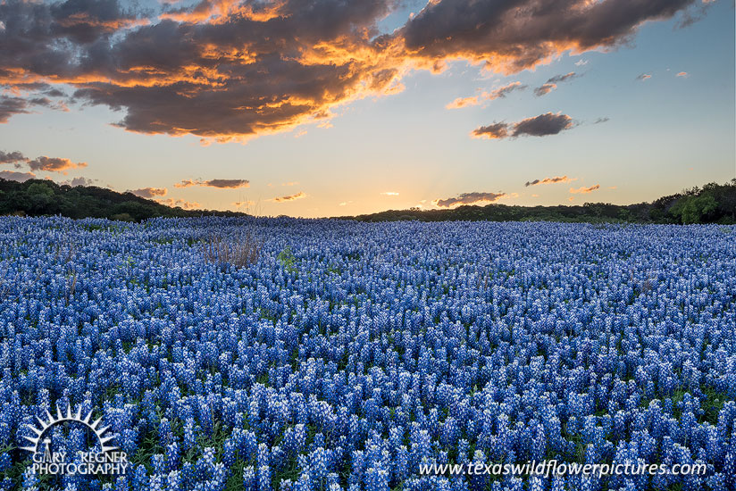 Fade Away - Texas Wildflowers Landscape by Gary Regner