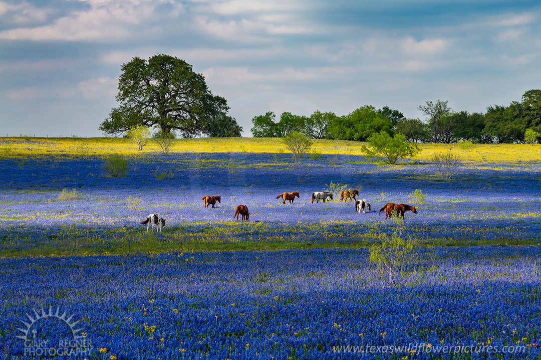 Bluebonnets and Horses - Texas Wildflowers by Gary Regner