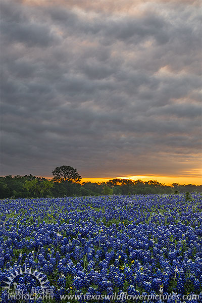 Crack of Dawn, Bluebonnets at Sunrise, Ellis County