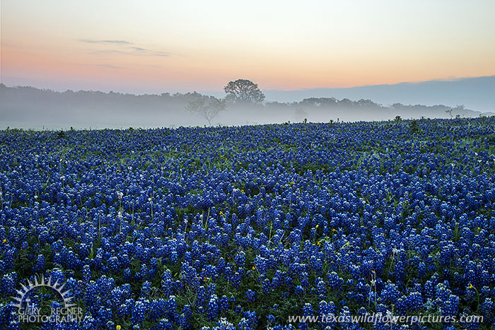 Misty Morning Sunrise, Bluebonnets at Sunrise, Ellis County, Revisited