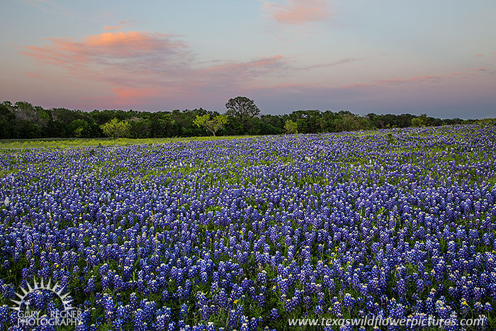 Pastel Eve, Bluebonnets at Sunset, Ellis County