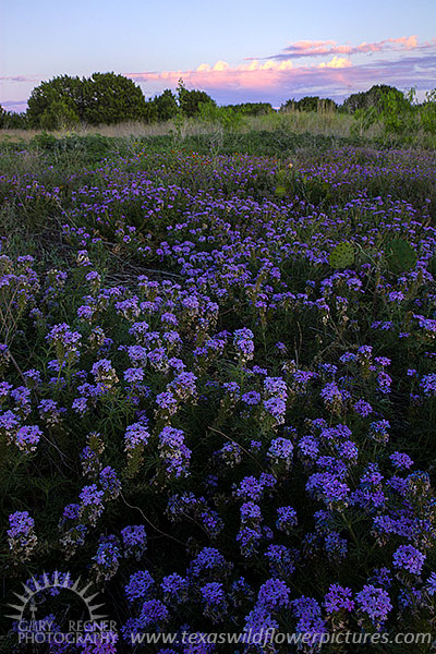 Lavendar Hue, Verbena, Travis County, Texas