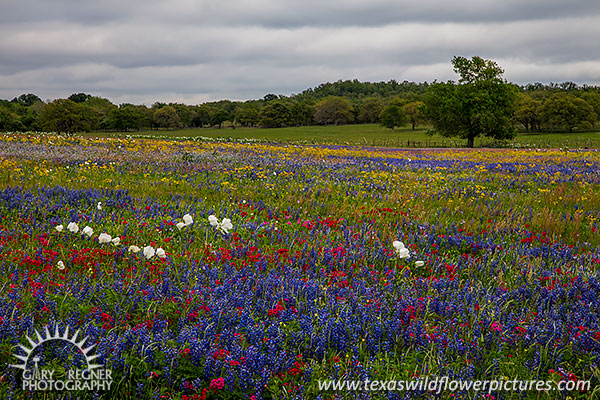 A Cloudy Day - Texas Wildflowers by Gary Regner