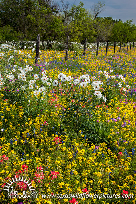 More and Moore Wildflowers - Texas Wildflowers, Bladderpod, Prickly Poppies and Paintbrush by Gary Regner