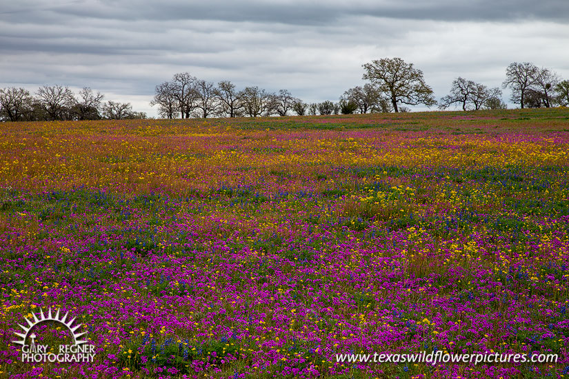 Splash of Color - Texas Wildflowers by Gary Regner