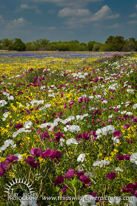 Frio Poppies - Texas Wildflowers, White and Rose Prickly Poppies by Gary Regner