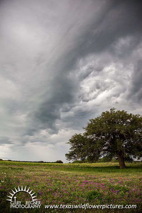 Vortex - Texas Wildflowers, Thunderstorm Clouds Landscape by Gary Regner