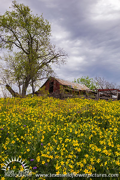 Texas Star - Texas Wildflowers by Gary Regner