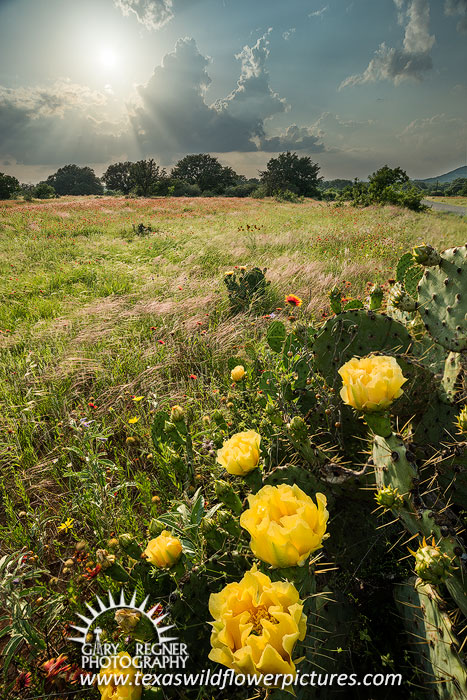 Cactus Blossoms - Texas Wildflower Sunset Landscape, Prickly Pear Cacti by Gary Regner