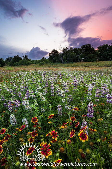 Horsemint Sunset - Texas Wildflower Sunset Landscape, Firewheels and Horsemint by Gary Regner