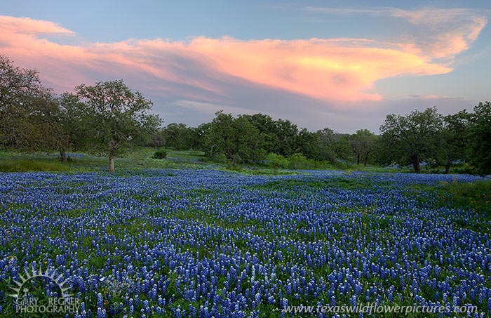 Distant Thunder - Texas Wildflowers by Gary Regner