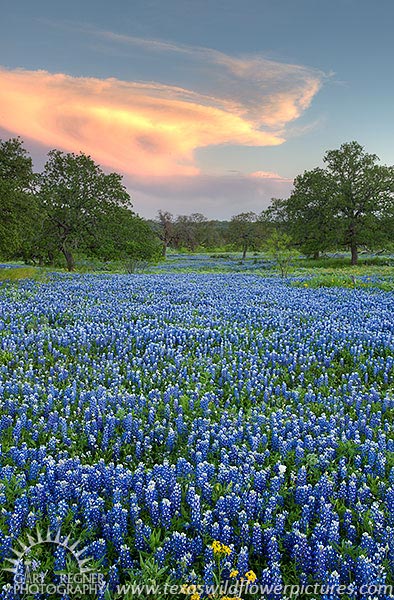 Distant Thunder - Texas Wildflowers by Gary Regner