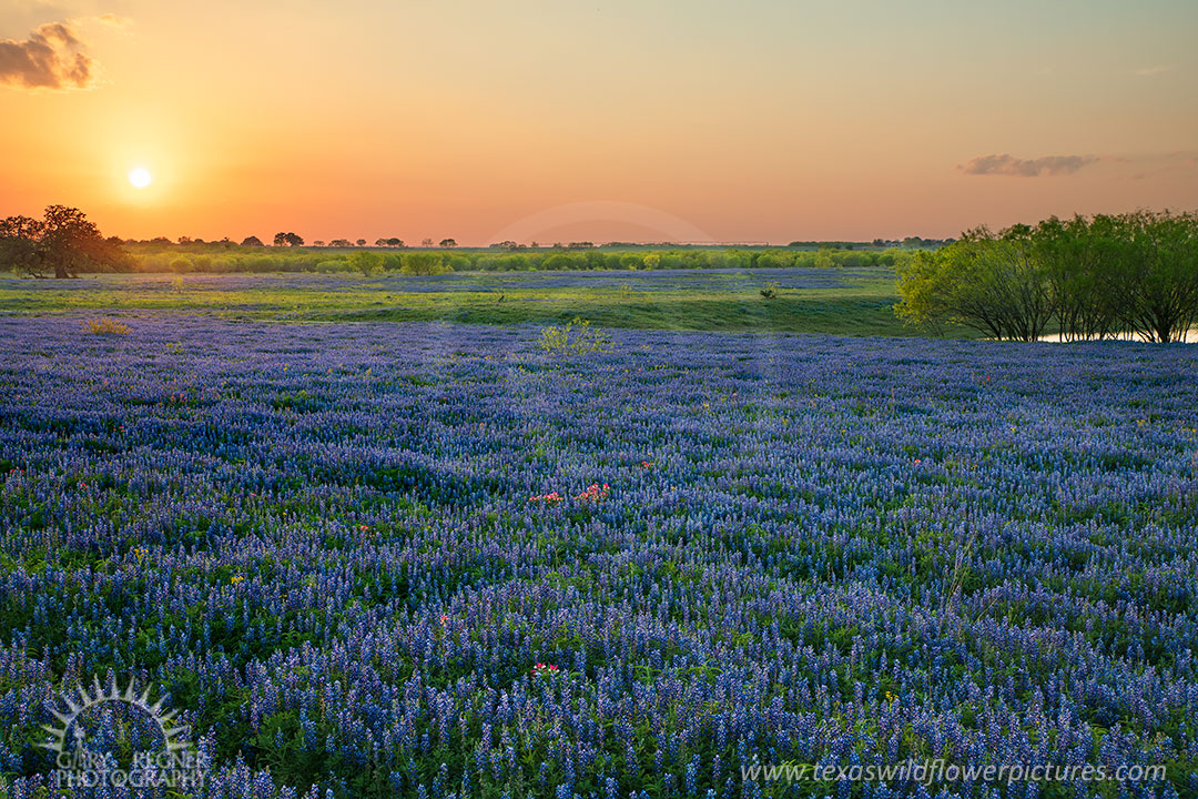 River Road West - Texas Wildflowers by Gary Regner