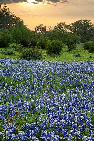 Windmill Sunset - Texas Wildflowers by Gary Regner