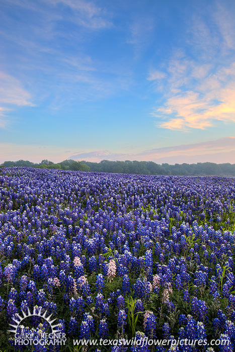 Pretty in Pink - Texas Wildflowers by Gary Regner