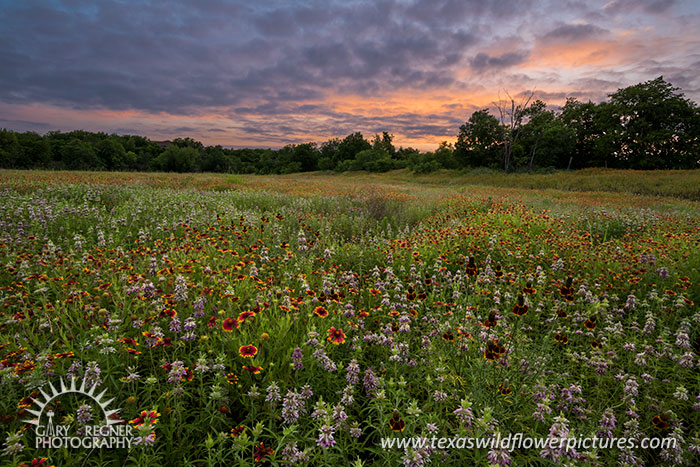 Swanson Park II - Texas Wildflowers Sunset Landscape, Firewheels, Horsemint and Mexican Hats by Gary Regner