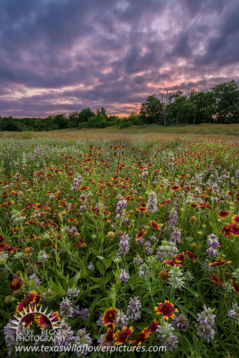 The Right Light - Texas Wildflowers Sunset Landscape, Horsemint and Firewheels by Gary Regner