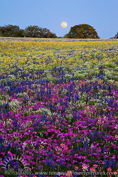 Moonlight Serenade II - Texas Wildflowers by Gary Regner