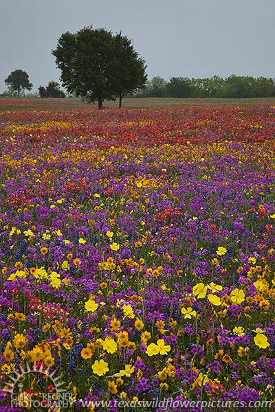 Confetti - Texas Wildflowers, Phlox by Gary Regner