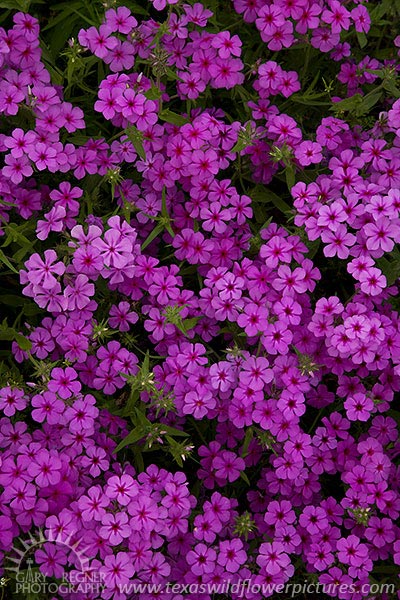 Magenta Phlox - Texas Wildflowers by Gary Regner