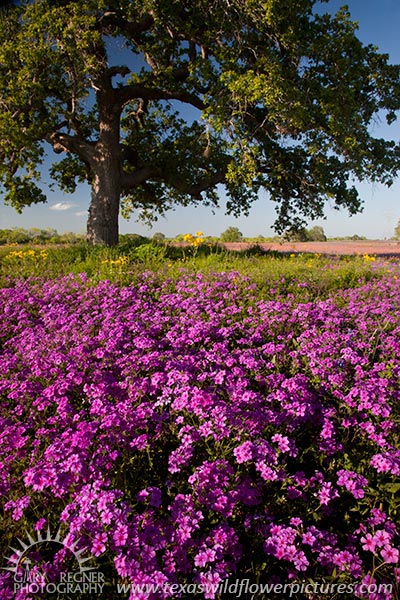 A Magnitude of Phlox - Texas Wildflowers by Gary Regner
