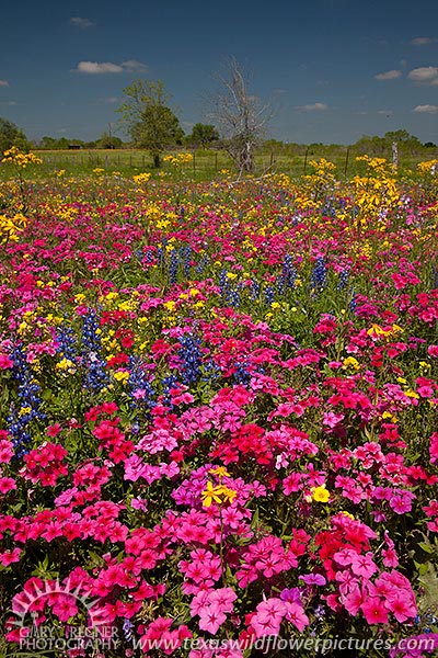 Wildflower Fiesta - Texas Wildflowers by Gary Regner