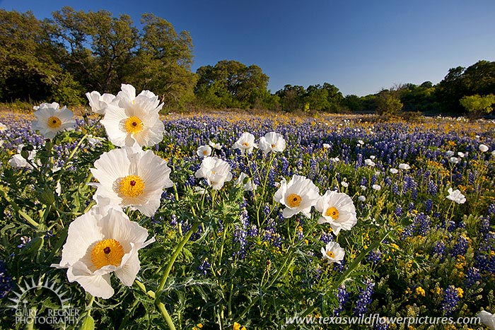 Poppies - Texas Wildflowers, Prickly Poppies by Gary Regner