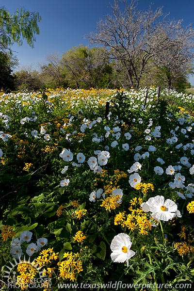 Alabaster and Gold - Texas Wildflowers by Gary Regner