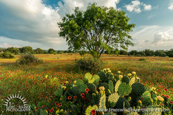 Open Range - Texas Wildflowers Landscape, Firewheels, Prickly Pear and Mesquite by Gary Regner