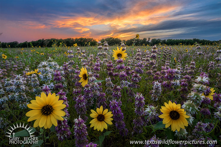 Texas Wildflowers Landscape Photography