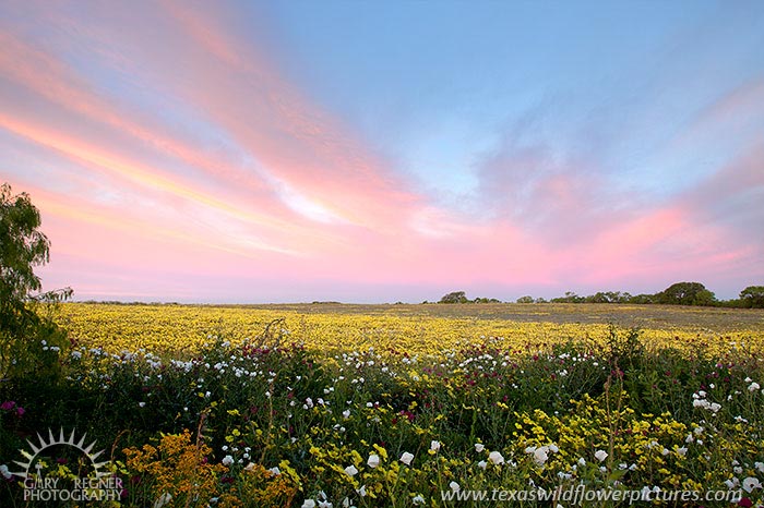 The Big Bang - Texas Wildflowers by Gary Regner