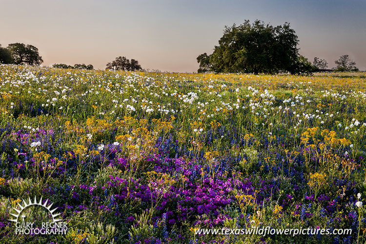 Spring Bounty - Texas Wildflowers, Bluebonnets and Phlox by Gary Regner