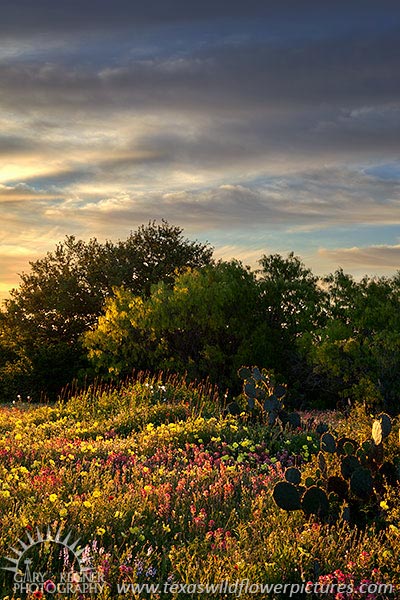 First Light II - Texas Wildflowers Sunrise by Gary Regner