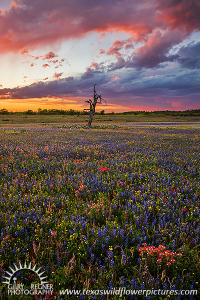 Spring Thunderstorm - Texas Wildflowers by Gary Regner