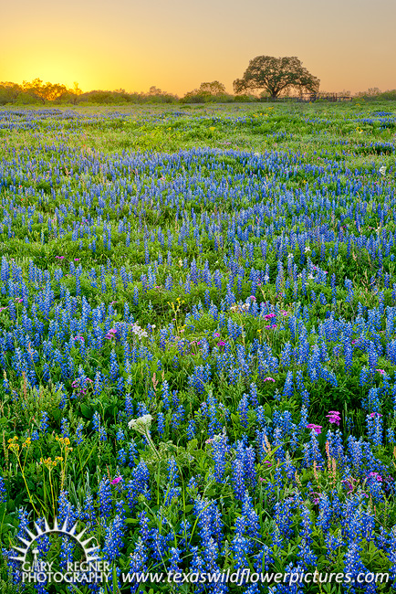 Le sacre du printemps - Texas Wildflowers by Gary Regner