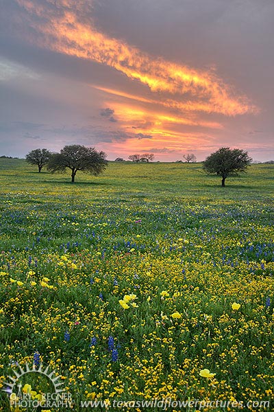 Spring Medley II - Texas Wildflowers by Gary Regner