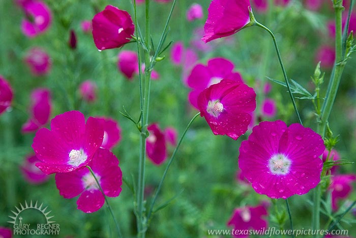 Winecups - Texas Wildflowers by Gary Regner