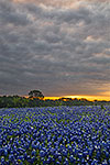 Crack of Dawn - Texas Wildflowers, Bluebonnets Sunrise by Gary Regner