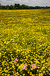 A Touch of Pink - Texas Wildflowers, Sleepy Daisies Landscape by Gary Regner