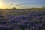 Bathed in Blue - Texas Wildflowers, Bluebonnets Sunrise by Gary Regner