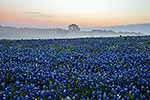 Misty Morning Sunrise, Revisited - Texas Wildflowers, Bluebonnets Sunrise by Gary Regner