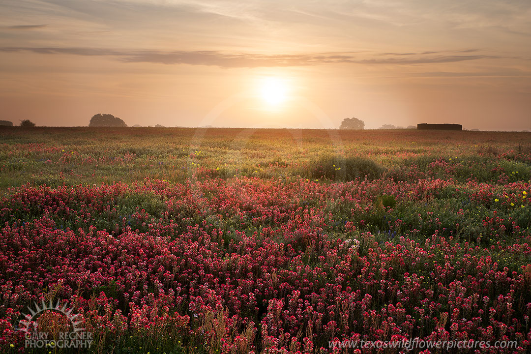 Orange Glow - Texas Wildflowers by Gary Regner