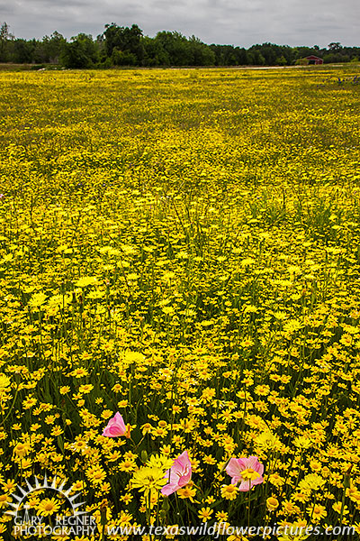 A Touch of Pink, Primrose and Huisache Daisies, Ellis County