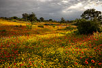 A Break in the Clouds - Texas Wildflowers Sunrise Landscape by Gary Regner