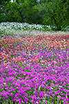 Layers - Texas Wildflowers Landscape by Gary Regner